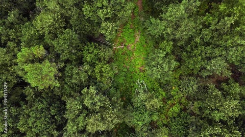 Zoom out en drone sobre un frondoso bosque de robes, fresnos y hayas. .
