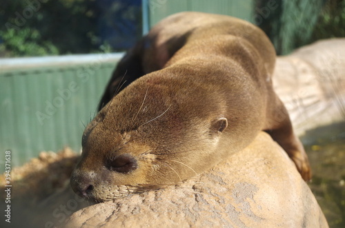 Oriental Small-Clawed Otter