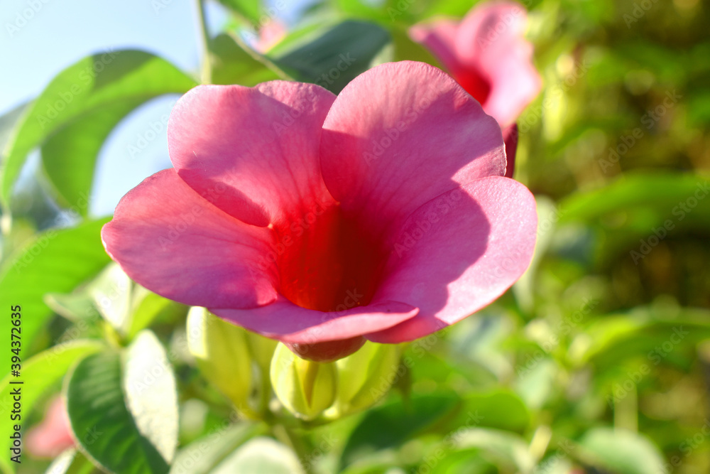 Allamanda cathartica, beautiful pink flower blooming in the morning with green leaves blurred background