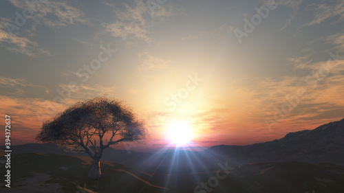 sunset at meadow and lonely tree