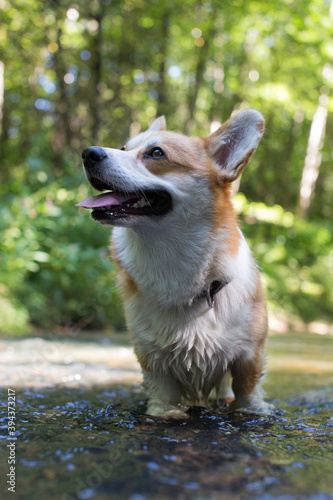 Corgi stands in the river