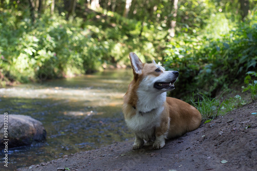 dog by the stream