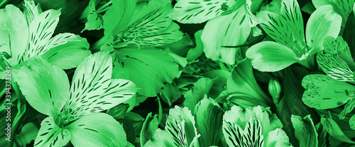 Fototapeta Naklejka Na Ścianę i Meble -  A bouquet of green orchids is beautiful, fresh, bright. Flower background.