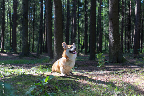 Corgi sitting in a Sunny clearing