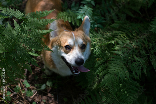 dog in the thickets of fern
