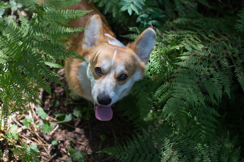 Corgi in the thickets of fern