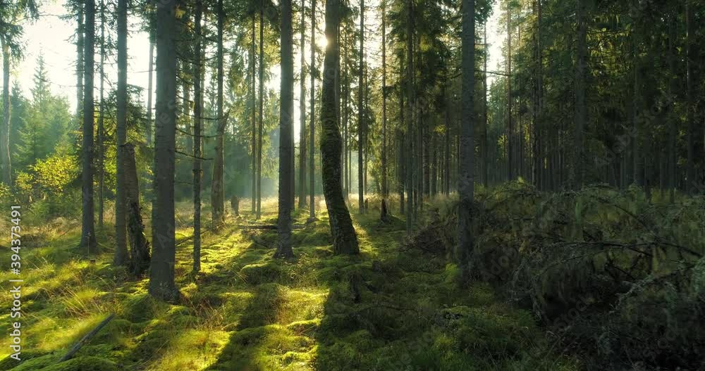Beautiful sunny morning in wild green forest at sunrise Beautiful sunny morning in wild green forest at sunrise
