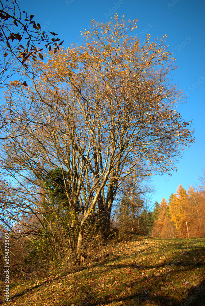 Wunderschöne Herbststimmung in Triesenberg in Liechtenstein 18.11.2020 Wunderschöne Herbststimmung in Triesenberg in Liechtenstein 18.11.2020