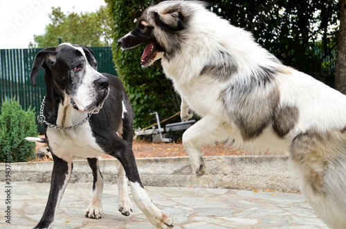 Two large dogs fighting to play. Great dane and Great Pyrenees purebred dogs