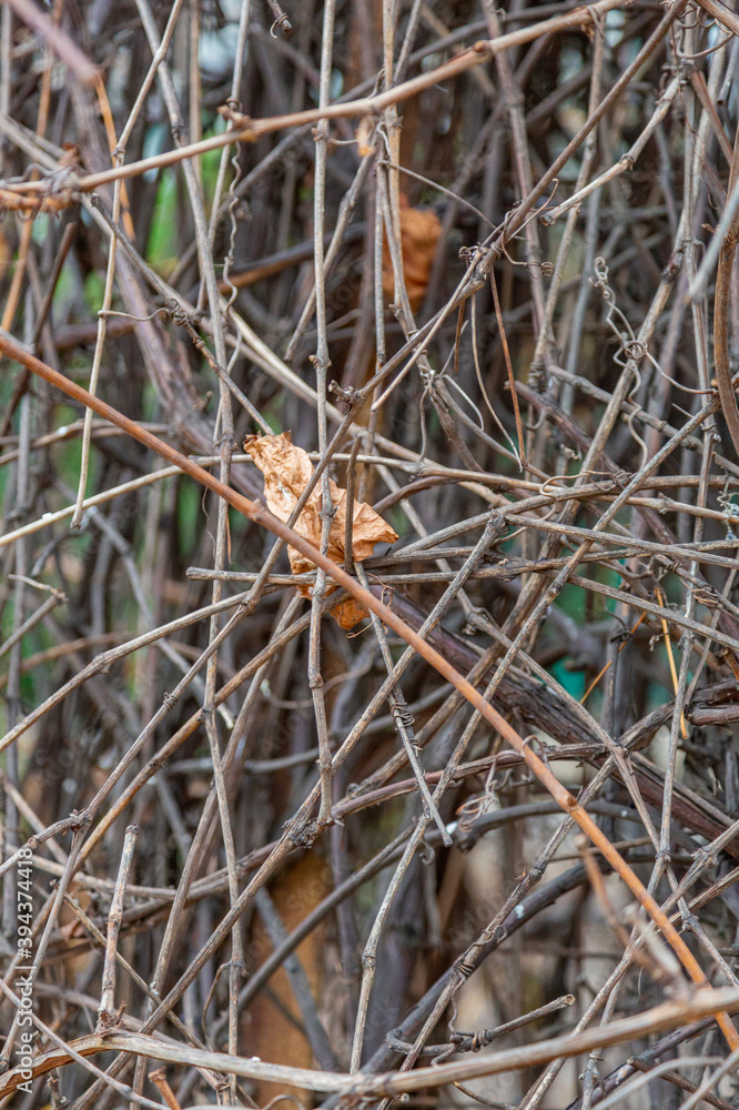 Unusual dried plant in a city park in late autumn Unusual dried plant in a city park in late autumn