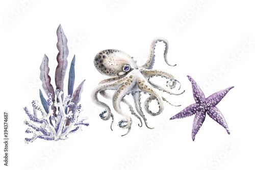 set of watercolor illustrations in a marine style on a white background, with sea inhabitants star, octopus, seaweed hand painted