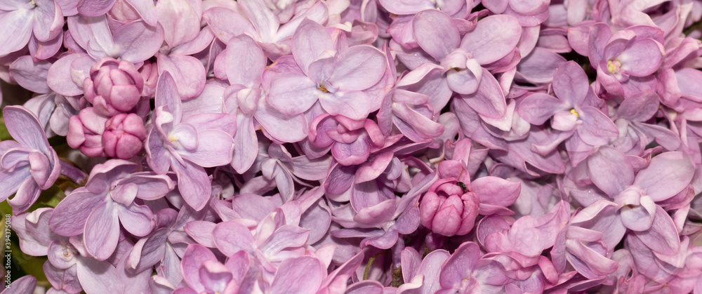 close-up of lilac flowers on a branch, spring close-up of lilac flowers on a branch, spring