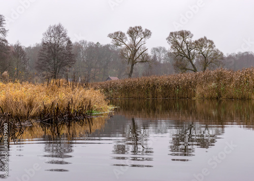 autumn landscape gray and cloudy day, river bank with bare trees and bushes, bank reflection in river water