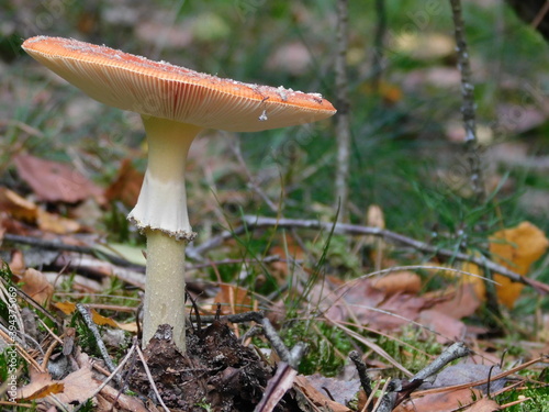 Mushroom Amanita Muscaria with forest background during autumn in Maasduinen National Park, Netherlands