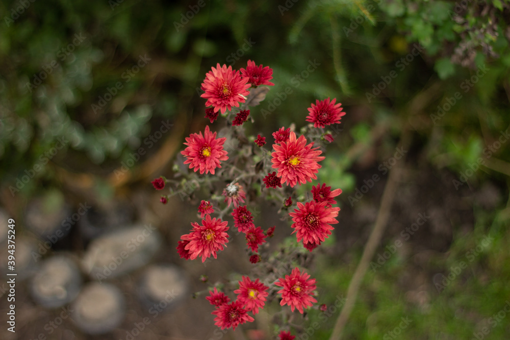 Obraz premium red flowers in the garden