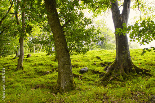 Woodland with soft morning light, North Wales. UK.