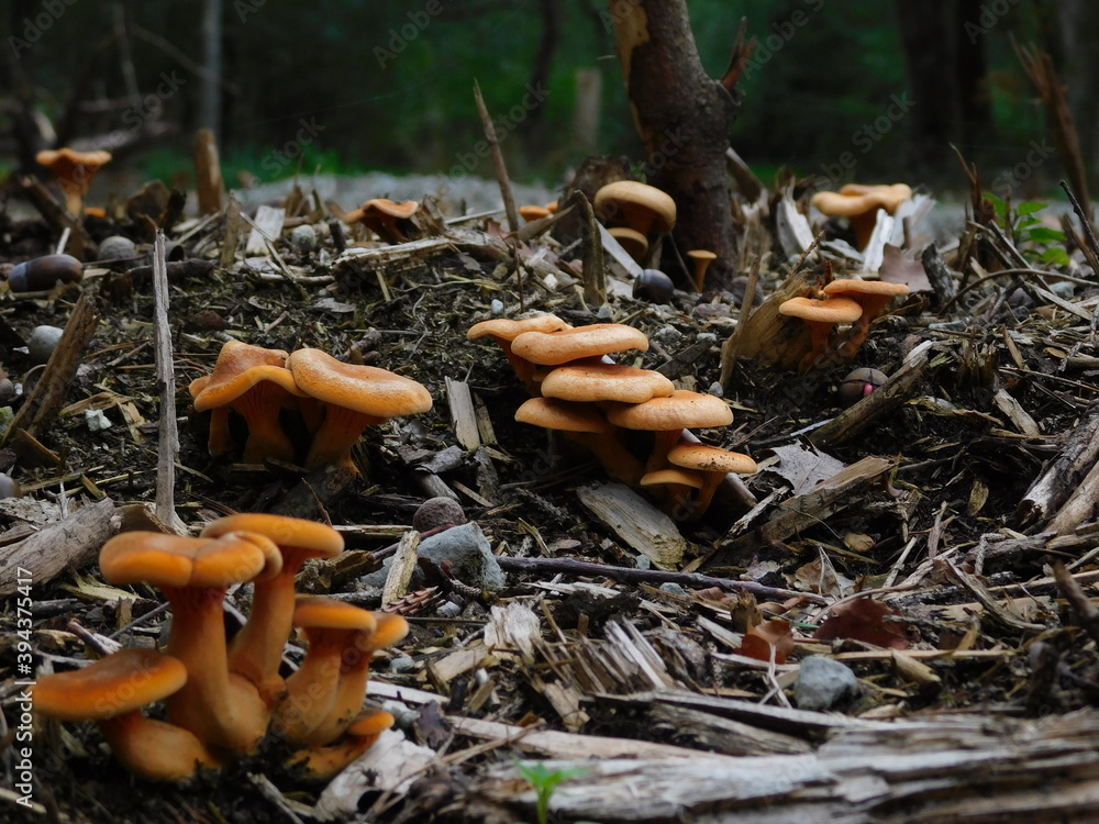 mushrooms with a forest background during autumn in Maasduinen Natural Park mushrooms with a forest background during autumn in Maasduinen Natural Park