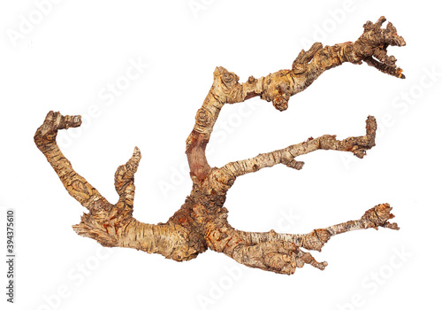 Part of a tree root on a white background. Isolate. © Александра Сильченко
