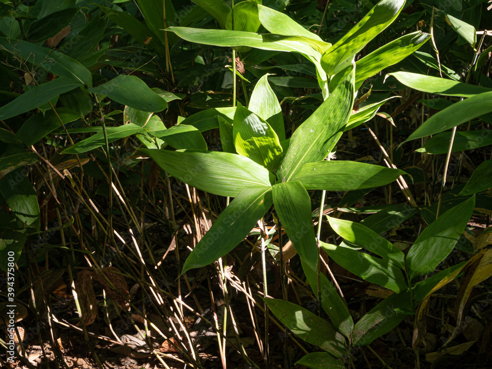 Fototapeta premium Dwarf bamboos in a forest