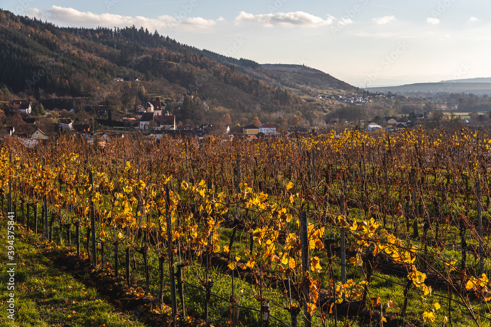 Schönberg am Kamp, Waldviertel, im Herbst mit Weingärten im Vordergrund