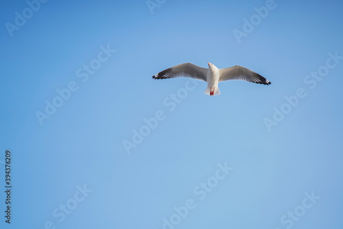 Seagull flying in action blue sky evacuate