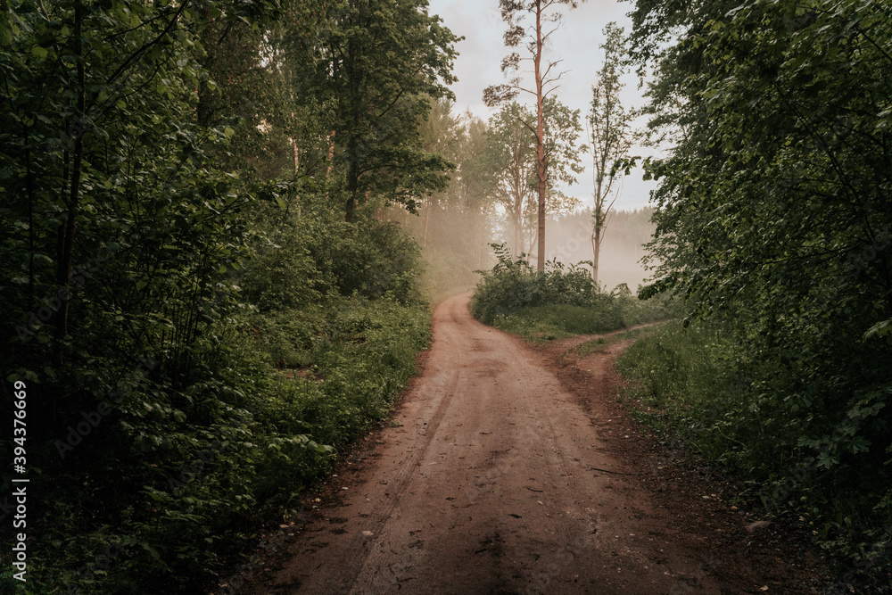 Obraz premium road in the forest