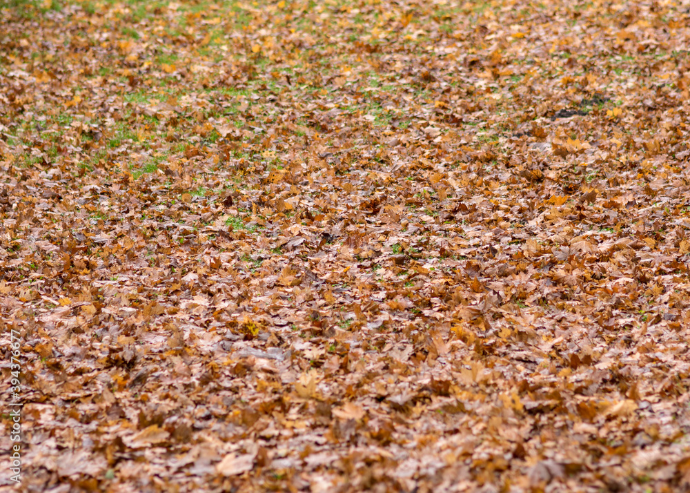autumn leaf background, earth texture in autumn, suitable for background autumn leaf background, earth texture in autumn, suitable for background