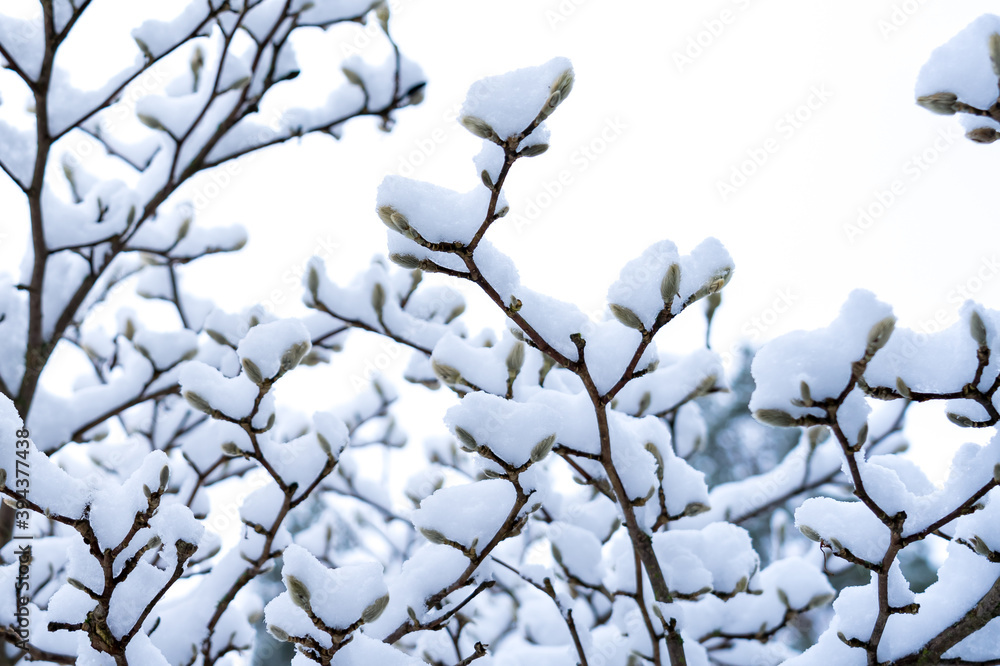 Magnolia bush covered with snow