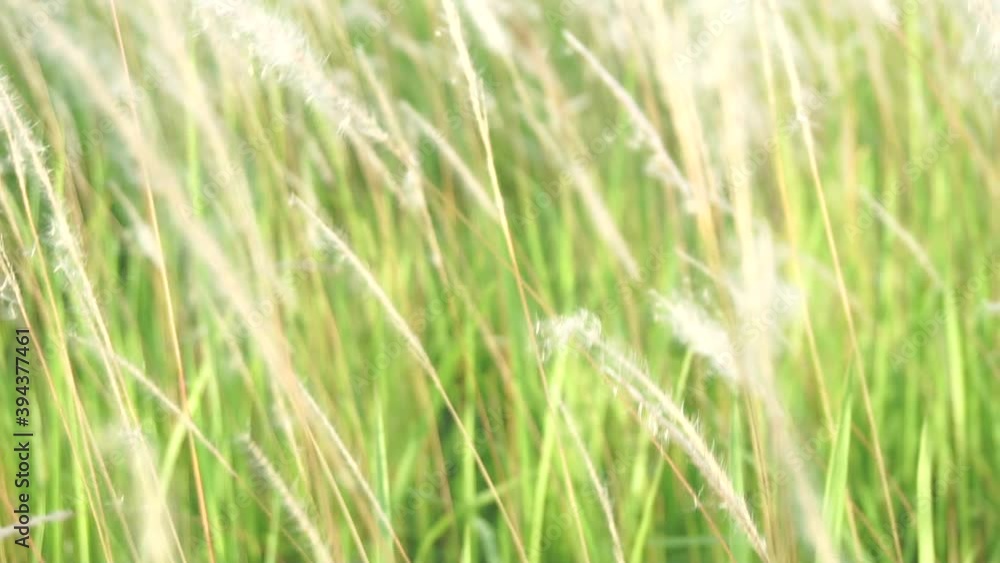 grass swing by wind in a meadow grass swing by wind in a meadow