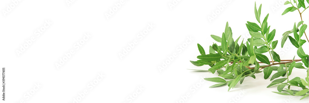 White background with a branch with green leaves. Front view, Copy space for text. White background with a branch with green leaves. Front view, Copy space for text.