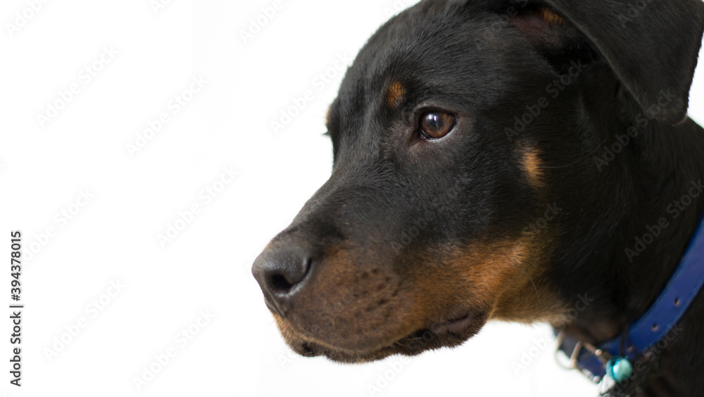 Sad and abandoned black puppy looking for a new family. Sad and abandoned black puppy looking for a new family.