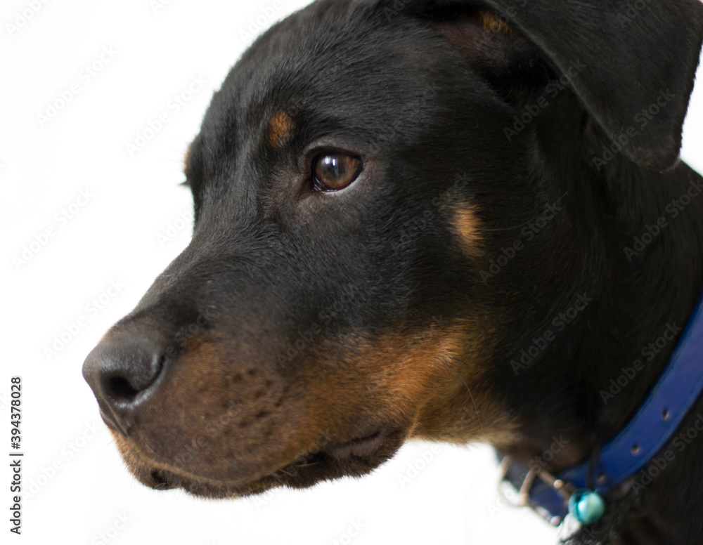 Sad and abandoned black puppy looking for a new family. Sad and abandoned black puppy looking for a new family.