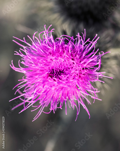 Fotografie close up of a flower