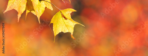 Close up of beautiful maple leaves isolated on bokeh blurry background in autumn season.