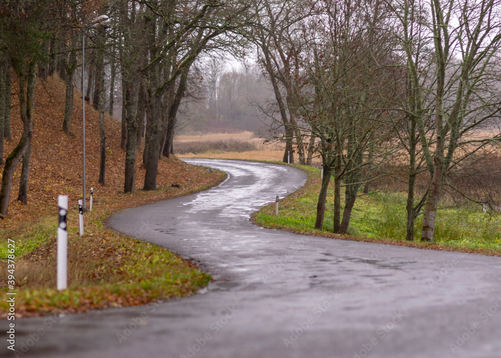 Obraz premium gloomy autumn landscape with wet road, large bare trees by the roadside, autumn