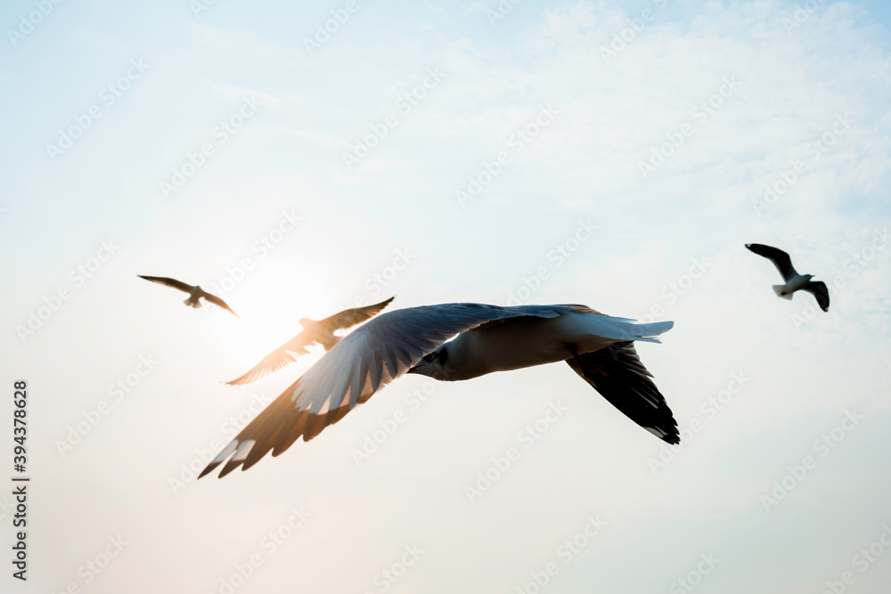 Fototapeta premium Four seagulls flying in the sky with bright sunlight