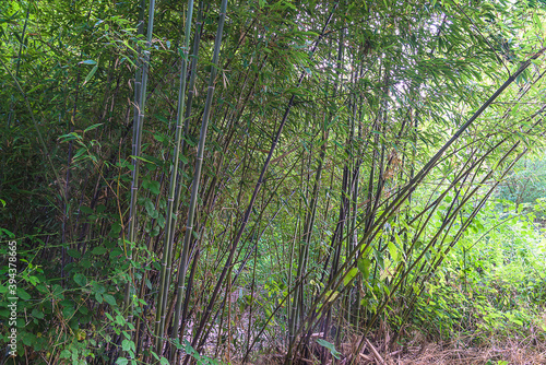 Beautiful bamboo forest. Green and black bamboo stems against the sunlight