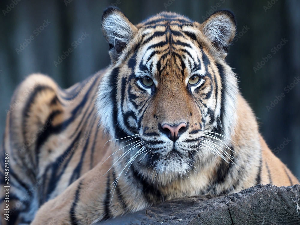 Fototapeta premium The Sumatran Tiger, Panthera tigris sumatrae, stares into the distance