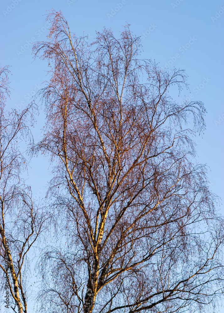 colorful birch tops at sunset, sun reflection on tree branches, autumn