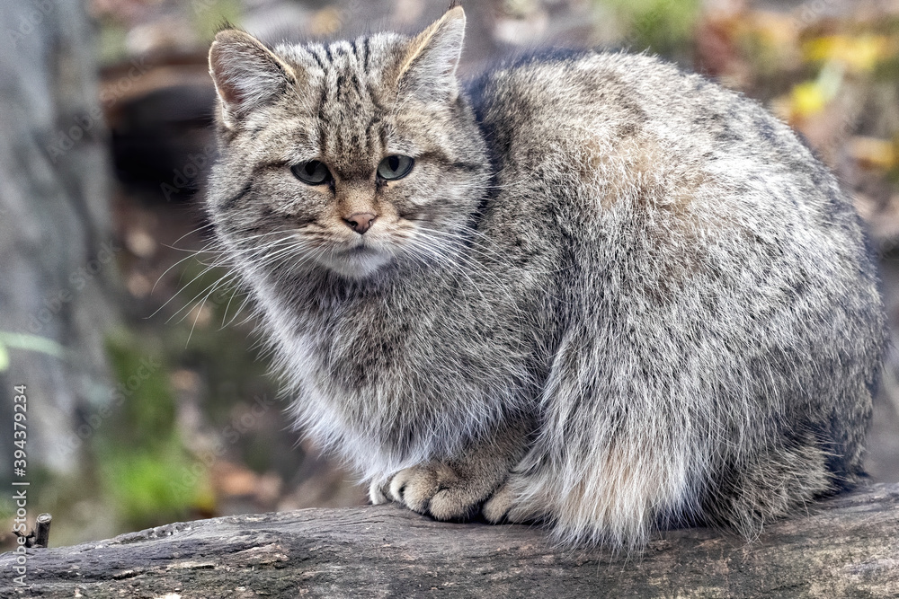 European wild cat, Felis s. Silvestris, sitting on a trunk and napping
