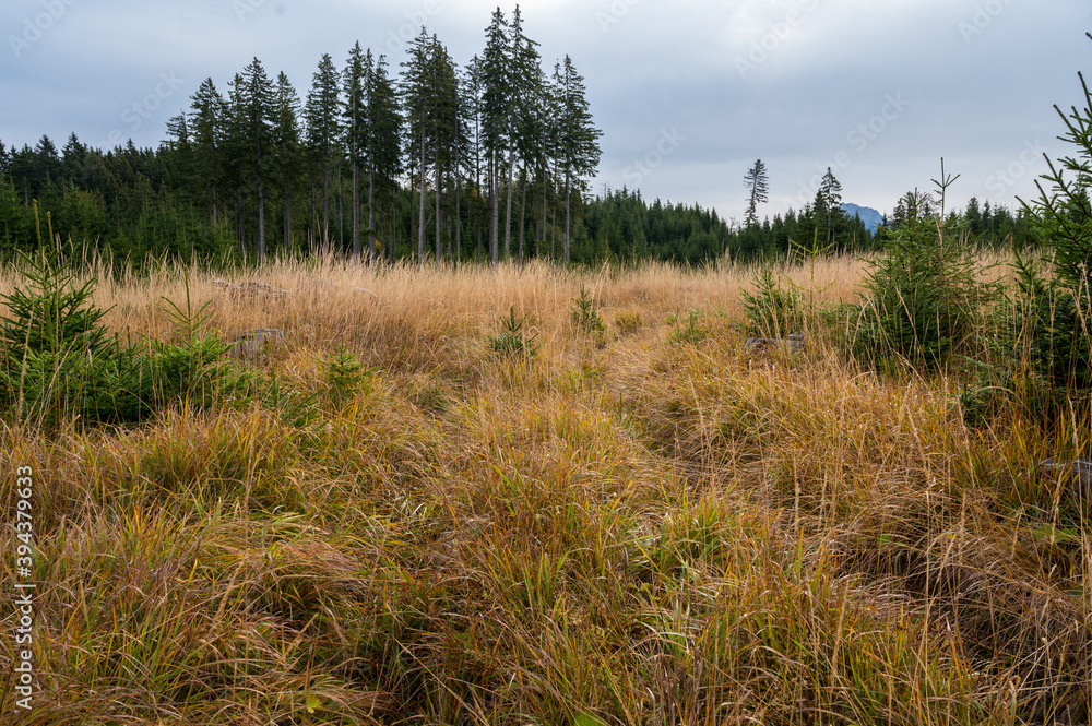 Forest meadow with tall grass surrounded with pine trees.