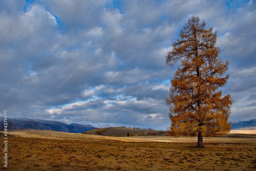 Obraz premium Russia. Mountain Altai. Desert steppes at the foot of the North Chui mountain range along the Chui tract.