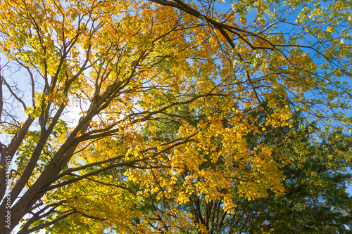 a lot of yellow maple tree leaves shining brightly in the sun