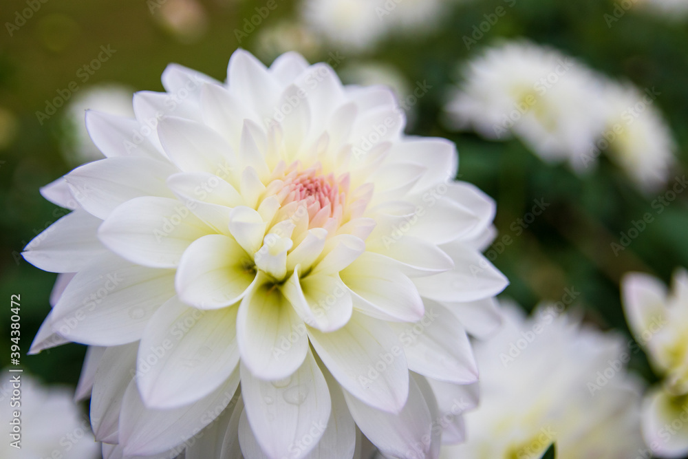 綺麗に咲くダリアの花 エンジェルスノー
