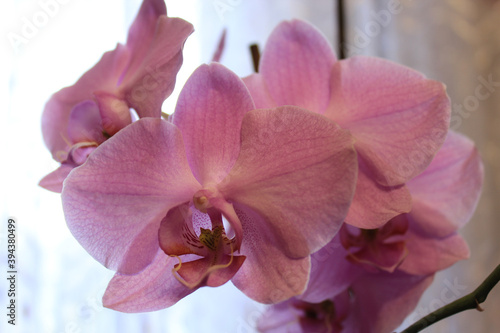 photography of pink orchid flower