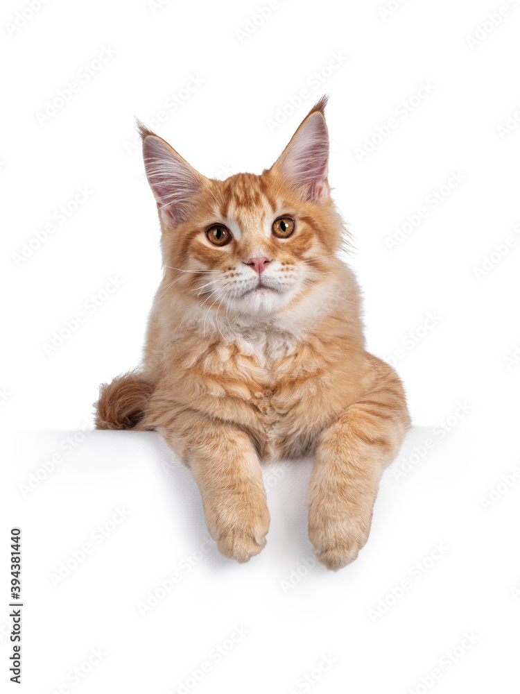 Handsome red (orange) Maine Coon cat kitten, laying down facing front on edge. Looking towards camera with cute head tilt. Front paws hanging down. Isolated on white background.