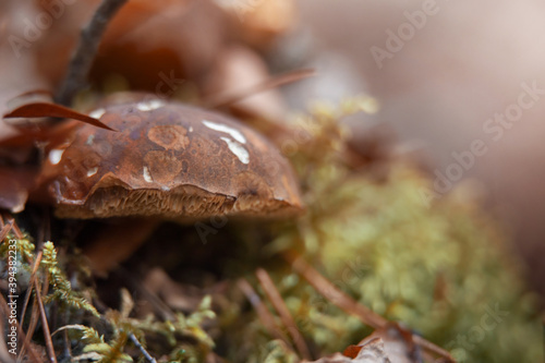 mushrooms in the forest