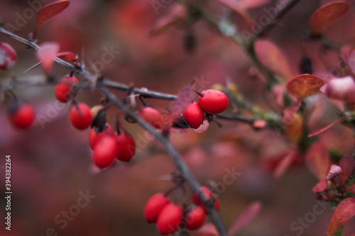 red berries on a tree
