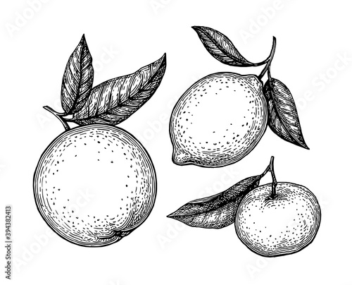 Ink sketches of citrus fruit.