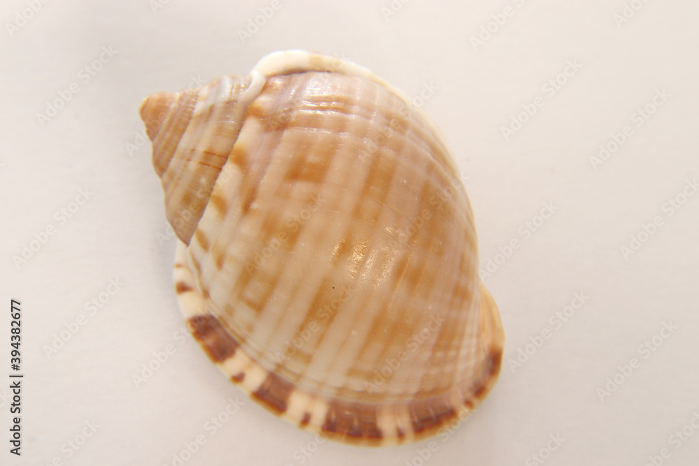 seashell on cream and yellow background, expressions about nature seashell on cream and yellow background, expressions about nature